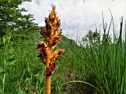 38 Orobanche rapum-genistae (Succiamele maggiore)